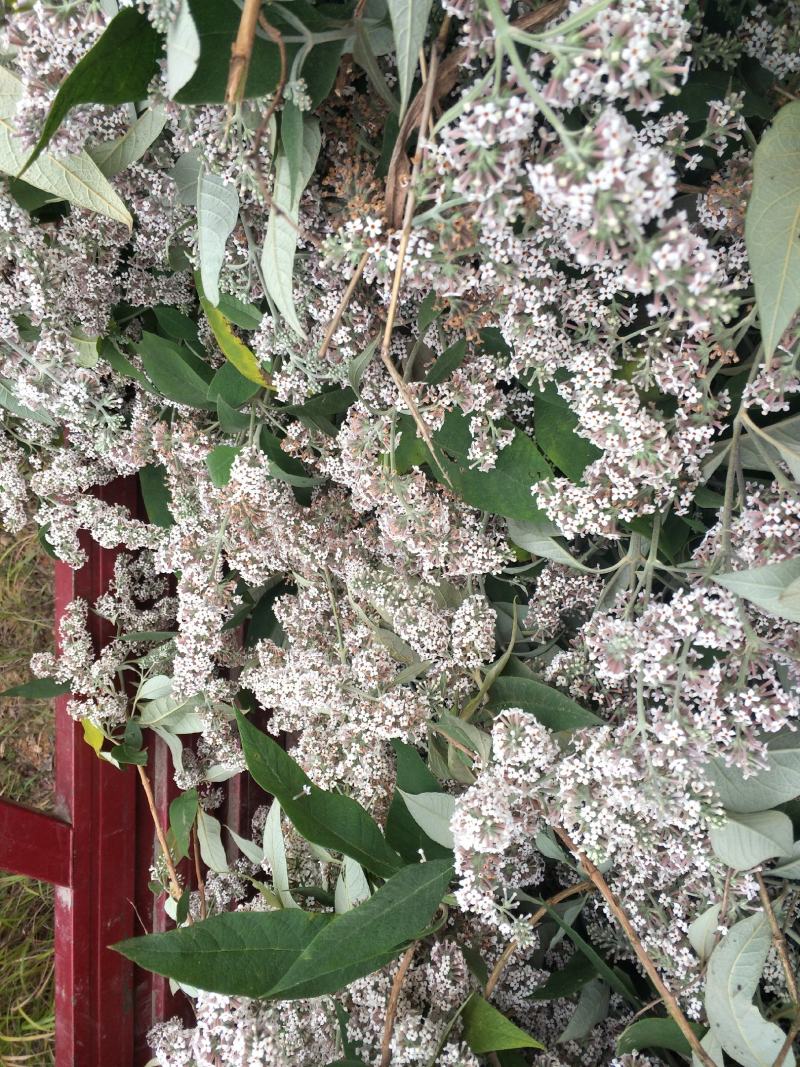 2023年密蒙花九里香小锦花黄饭花干货500g