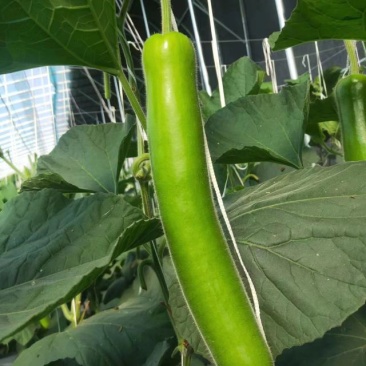 大量货源充足优质精品瓠子出售