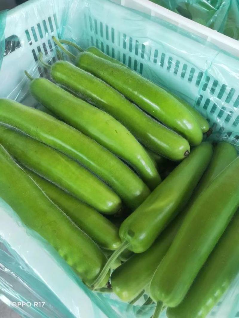 大量货源充足优质精品瓠子出售