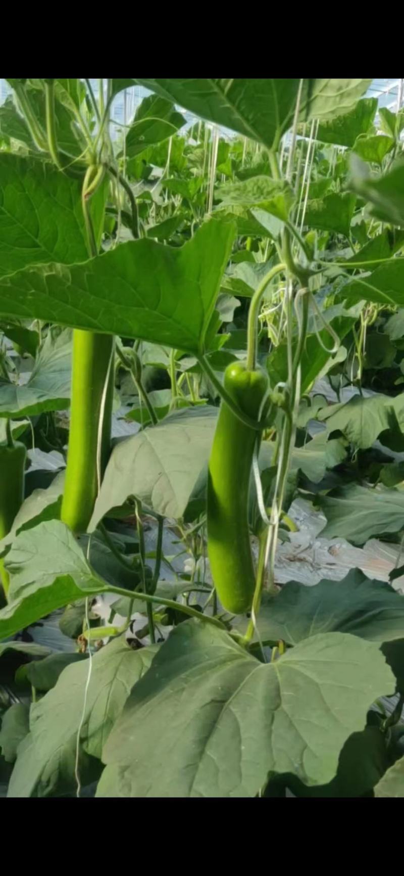 大量货源充足优质精品瓠子出售