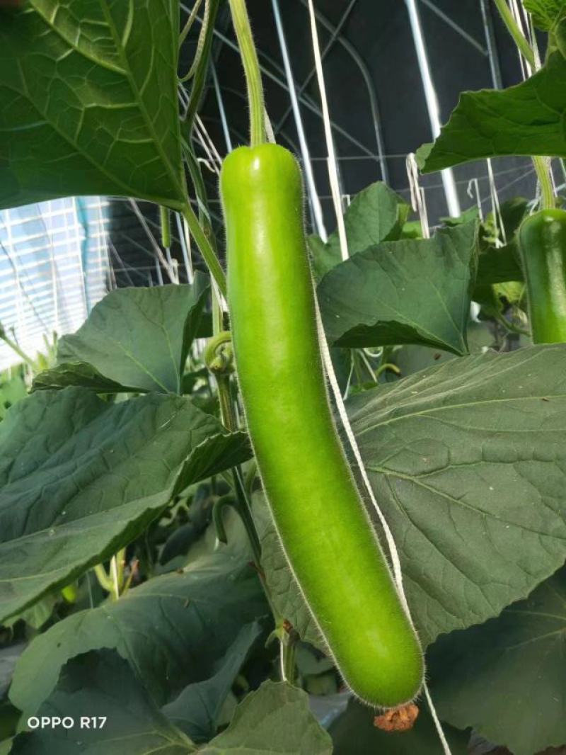 大量货源充足优质精品瓠子出售