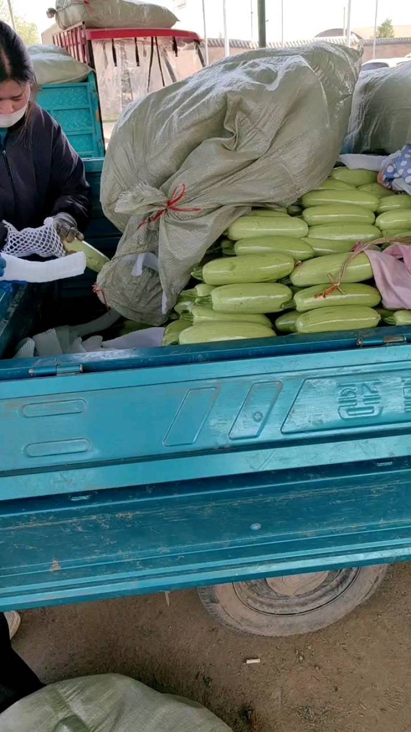 绿皮西葫芦，西葫芦，产地直发，全国批发市场，超市，工厂