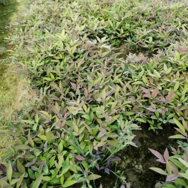 南天竹小苗基地直发