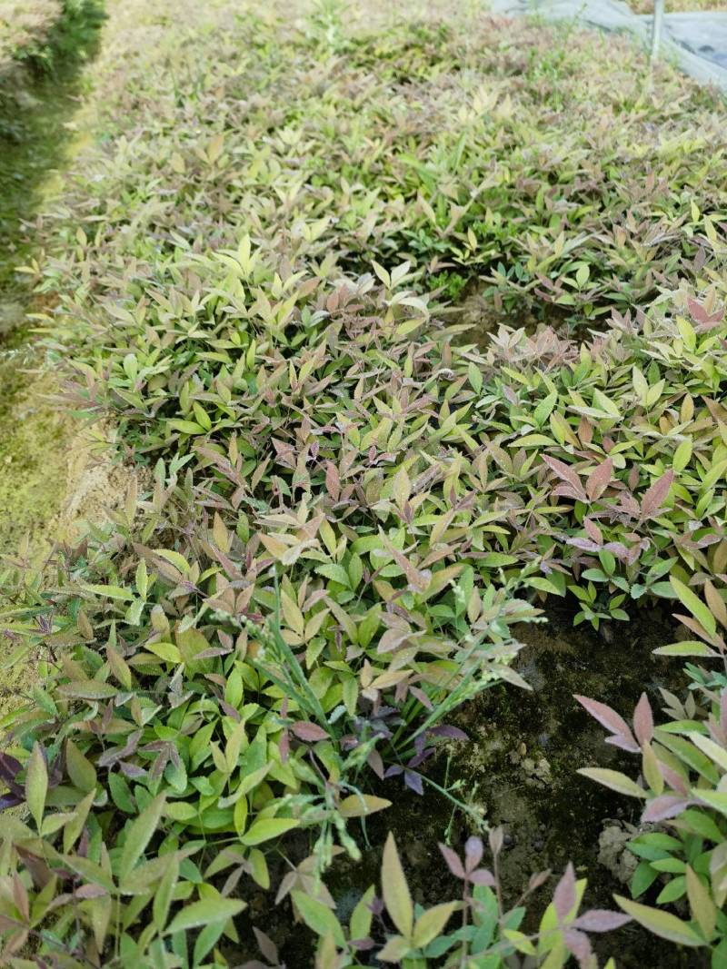 南天竹小苗基地直发
