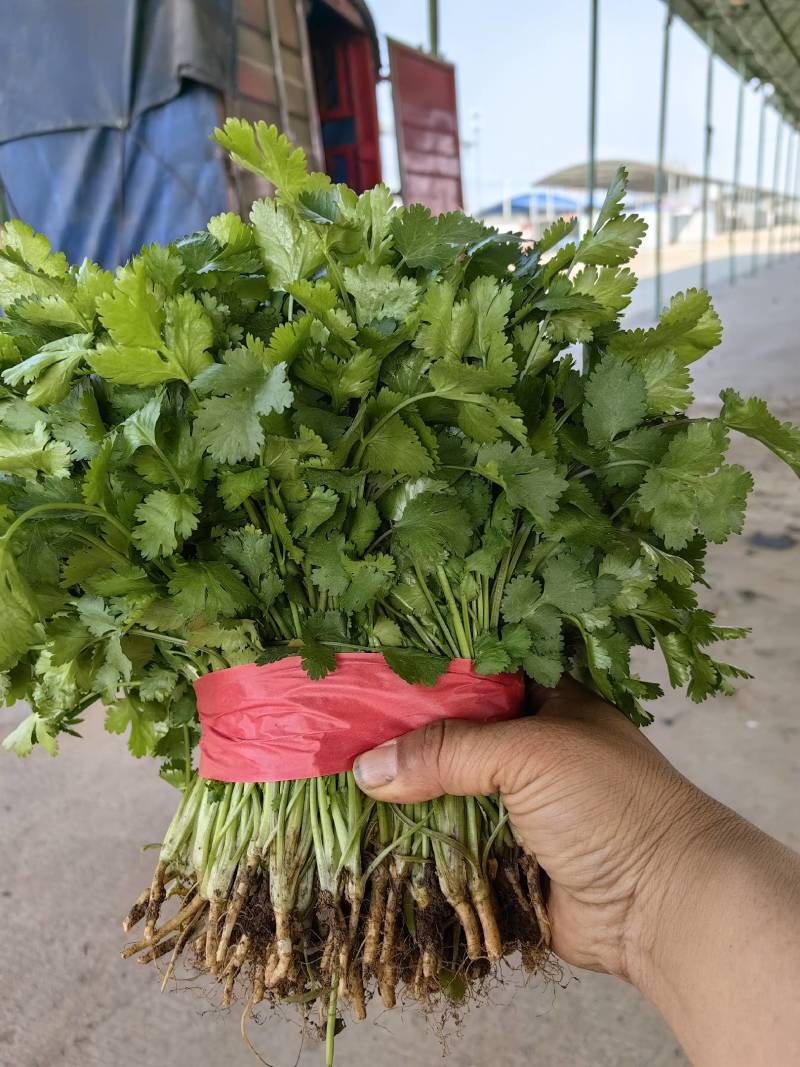【优选】大叶优质香菜大量上市颜色鲜亮货源充足欢迎来电