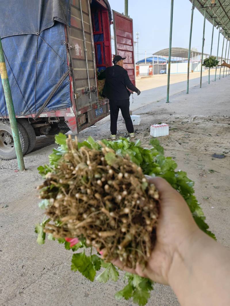 【优选】大叶优质香菜大量上市颜色鲜亮货源充足欢迎来电