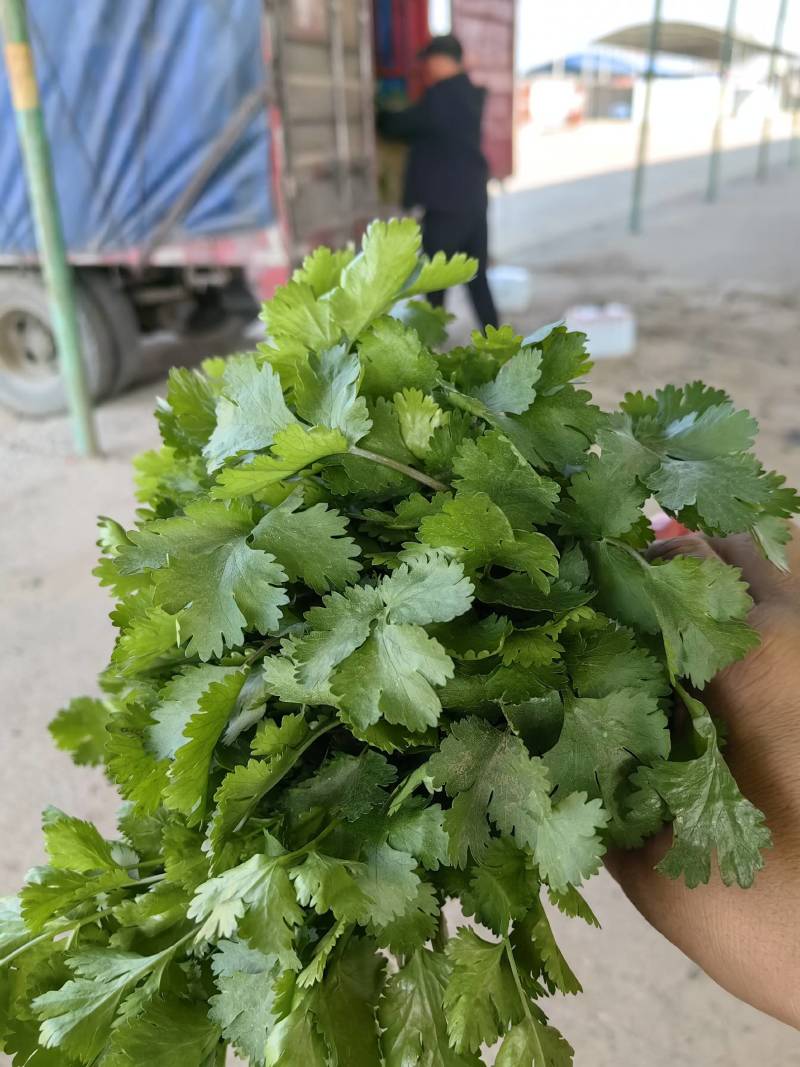 【优选】大叶优质香菜大量上市颜色鲜亮货源充足欢迎来电