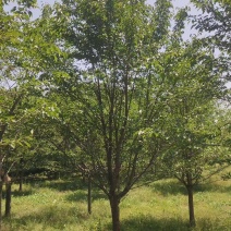15公分早樱花