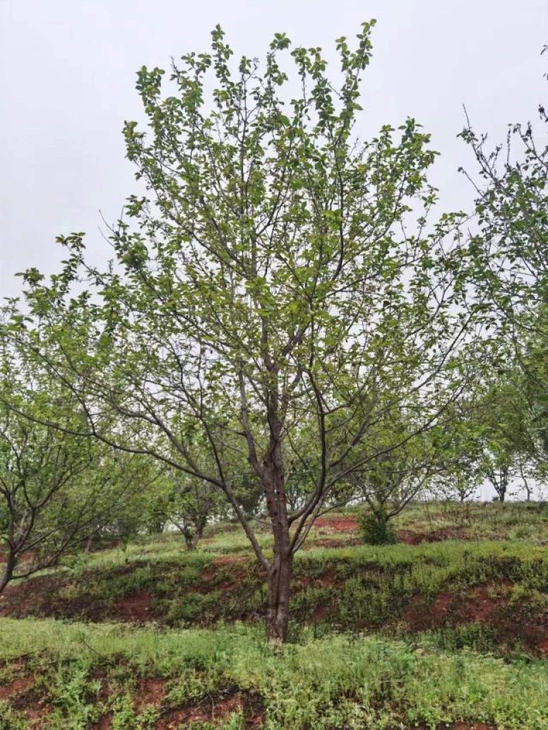 15公分早樱花