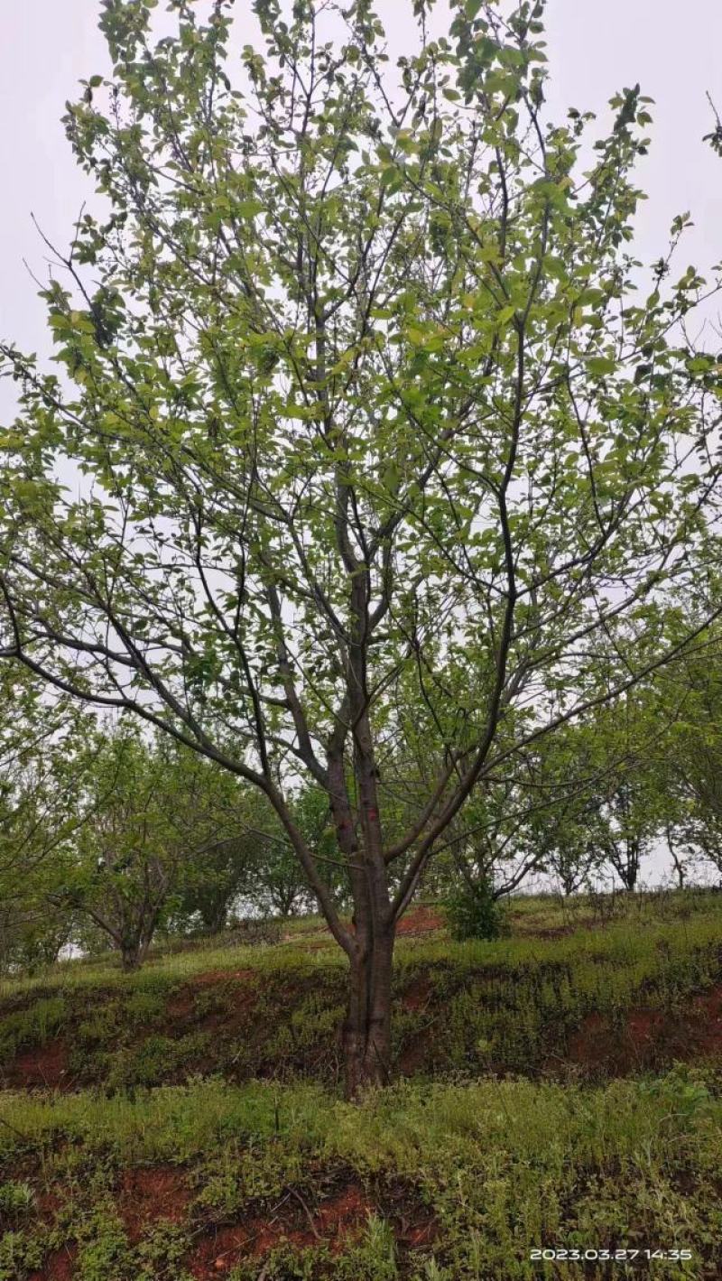 15公分早樱花