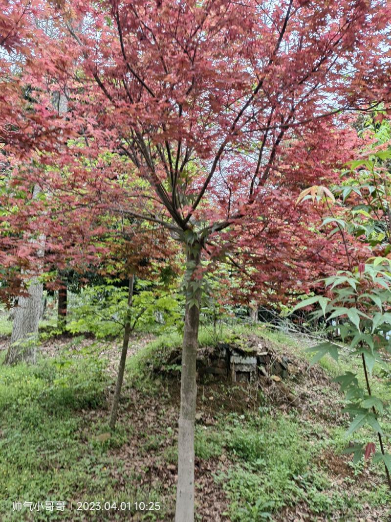 湖南红枫日本红枫价格