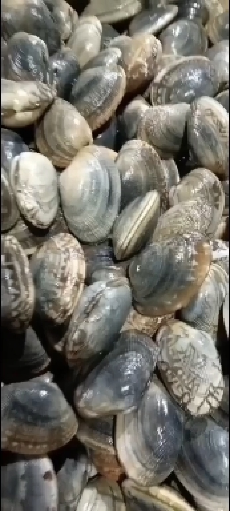 辽宁东港三禾水产精品花蛤