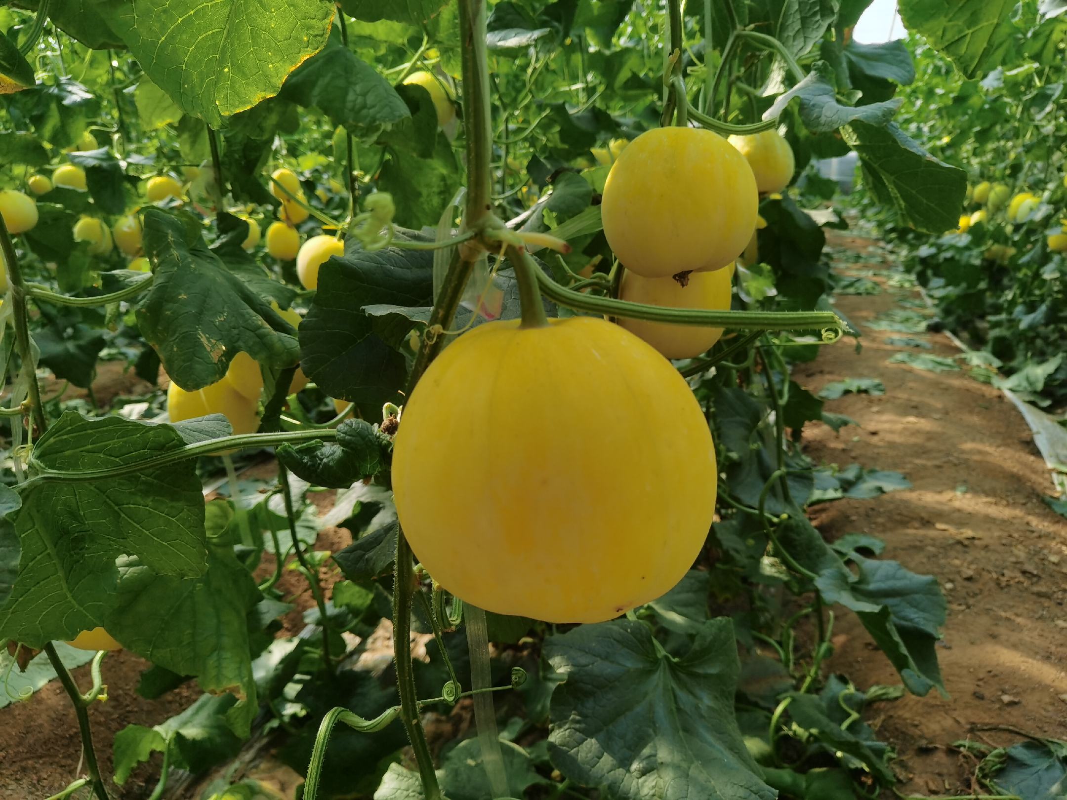 成熟的绿宝甜瓜在瓜蒂附近散发出淡淡的果香 绿宝甜瓜散发出自然果香