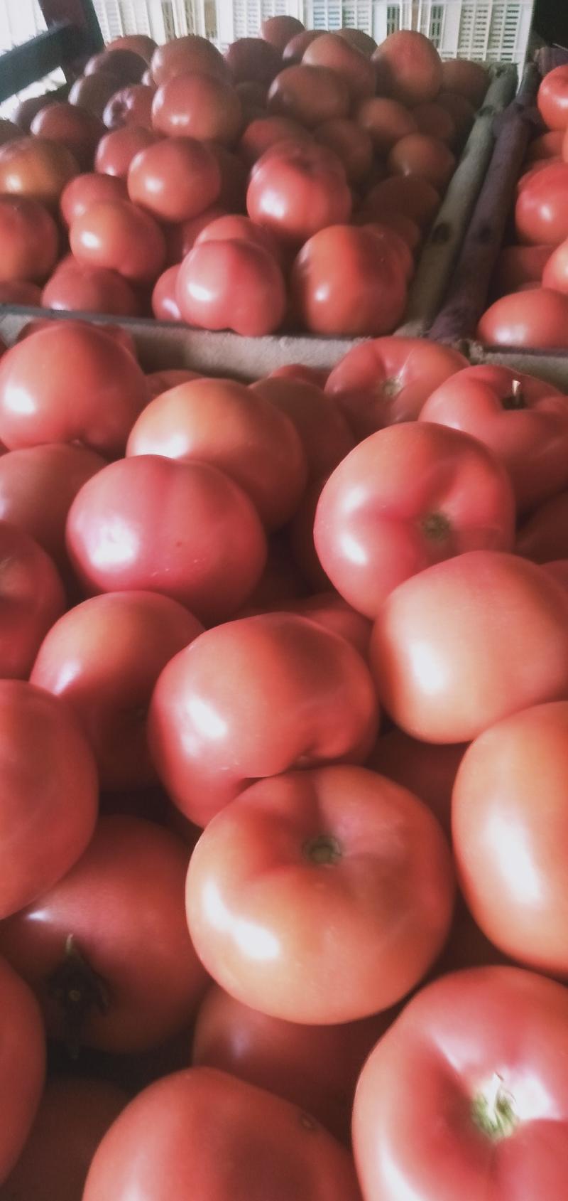硬粉西红柿，供应各大市场商超电商平台，代收代发全国各地