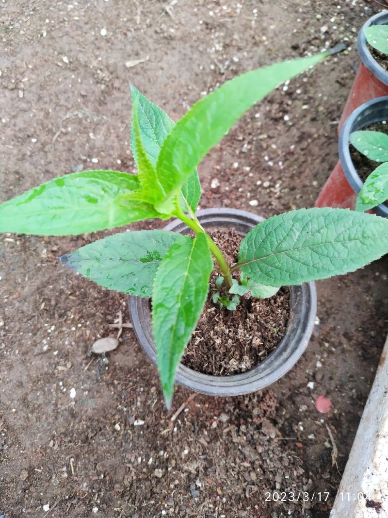 蜘蛛果红果参蒜盘果苗