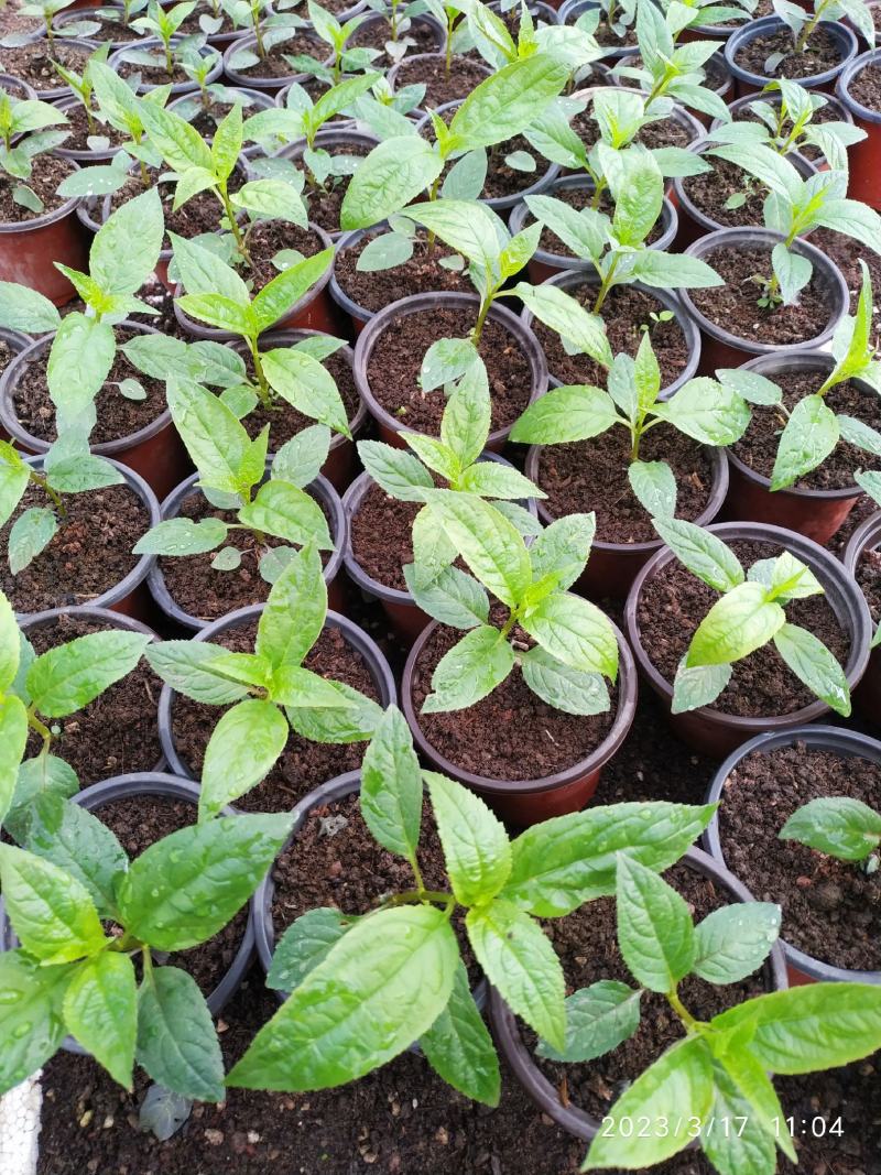 蜘蛛果红果参蒜盘果苗