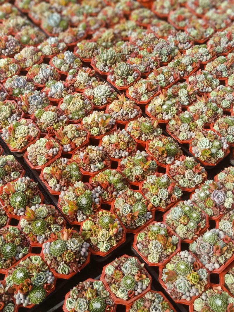 多肉植物组合盆盆栽组盆基地直发！全国总源头！一手货源！