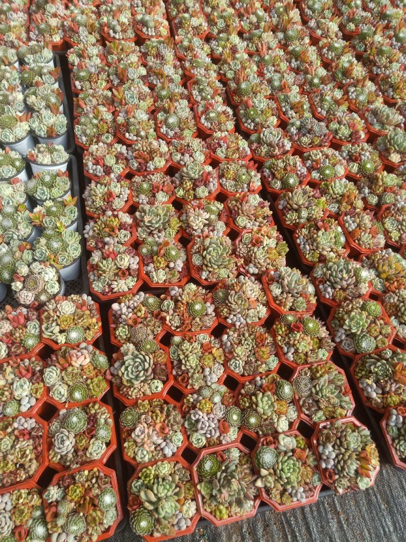 多肉植物组合盆盆栽组盆基地直发！全国总源头！一手货源！