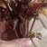 香椿芽