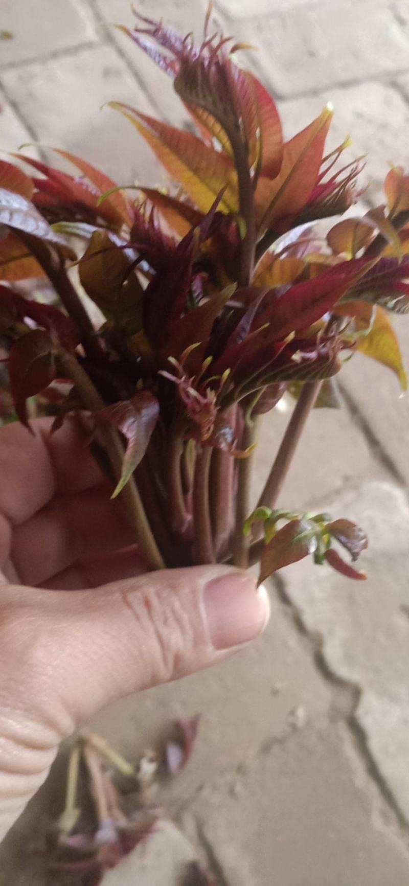 香椿芽