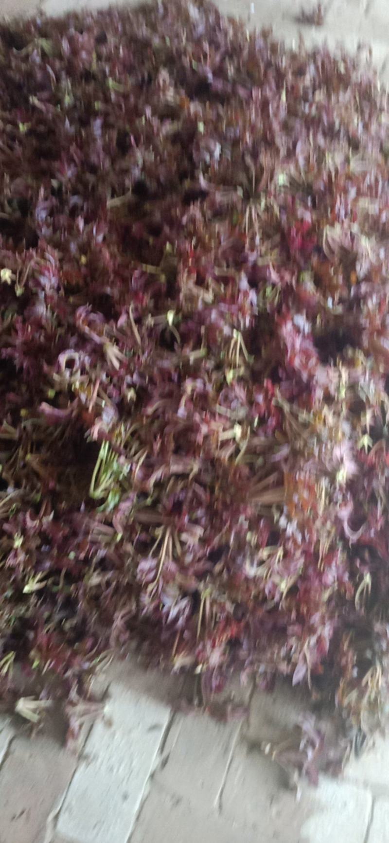 香椿芽