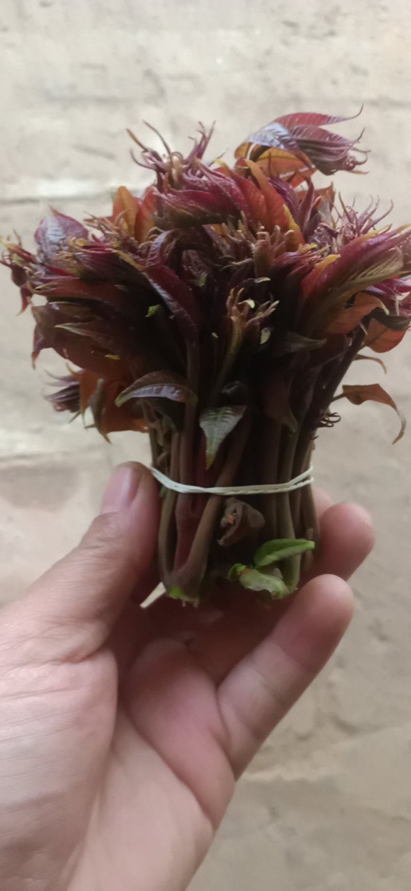 香椿芽