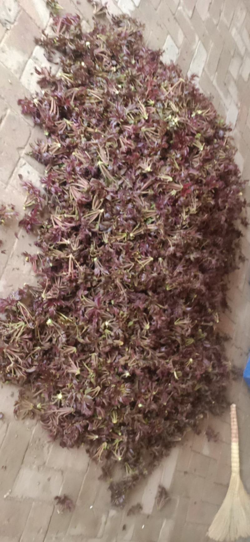 香椿芽