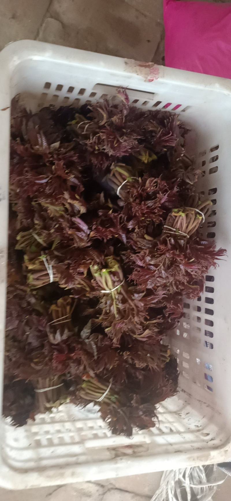 香椿芽