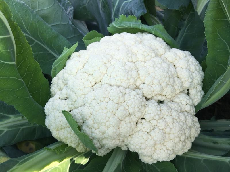 正松100越冬白面青梗松花菜种子，耐寒，花球松大洁白