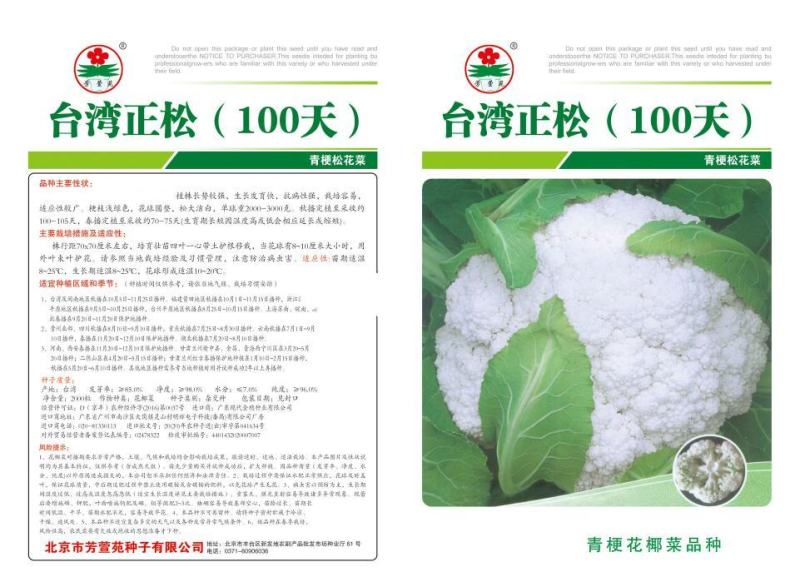 正松100越冬白面青梗松花菜种子，耐寒，花球松大洁白