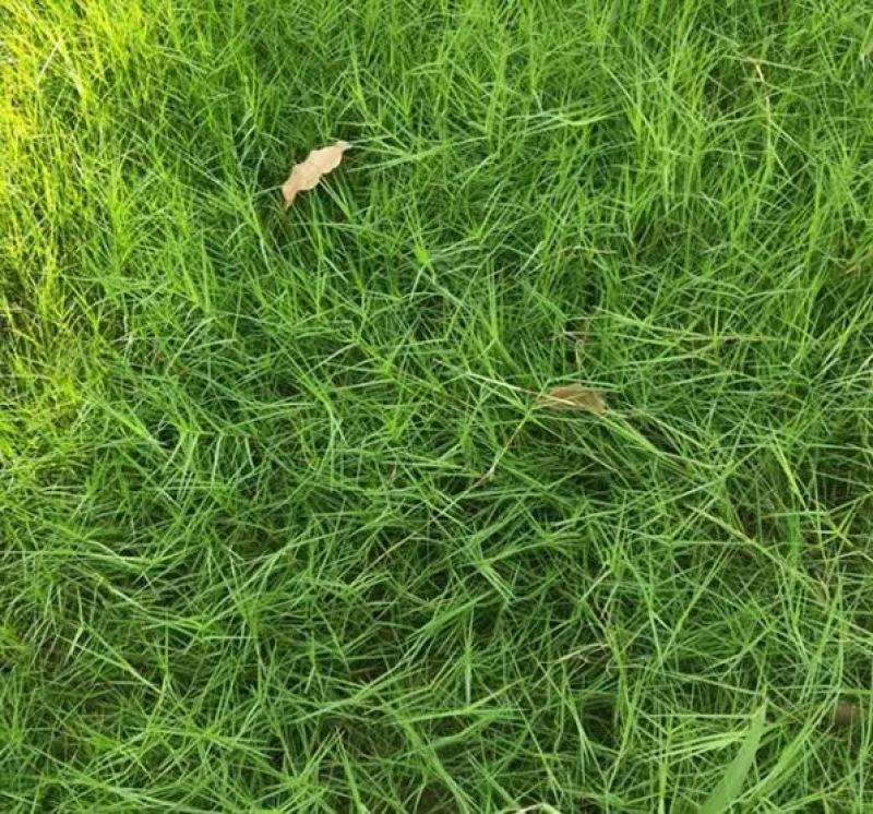 狗牙根种子草坪种子包衣狗牙根带壳狗牙根固堤保土