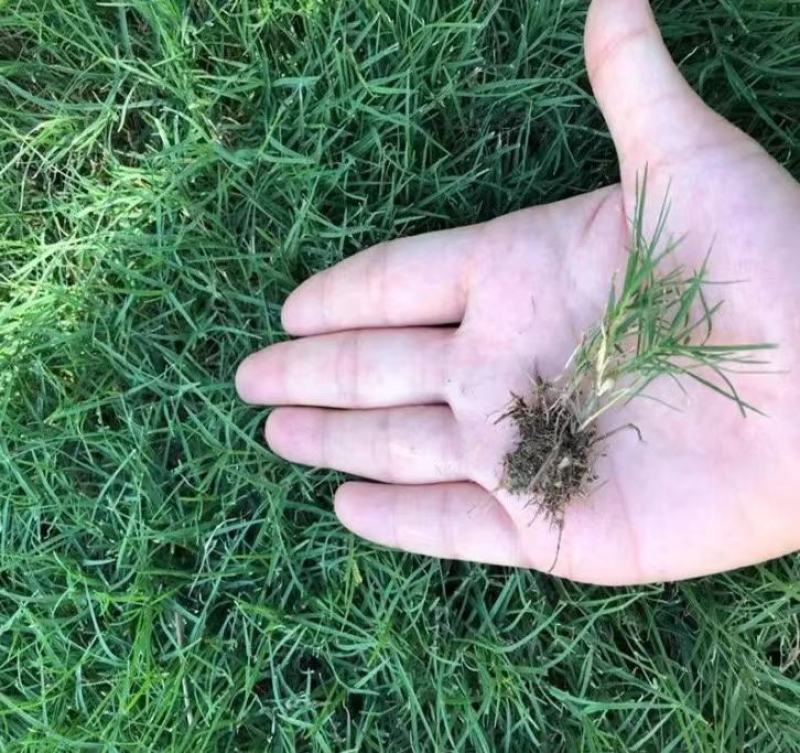 狗牙根种子草坪种子包衣狗牙根带壳狗牙根固堤保土