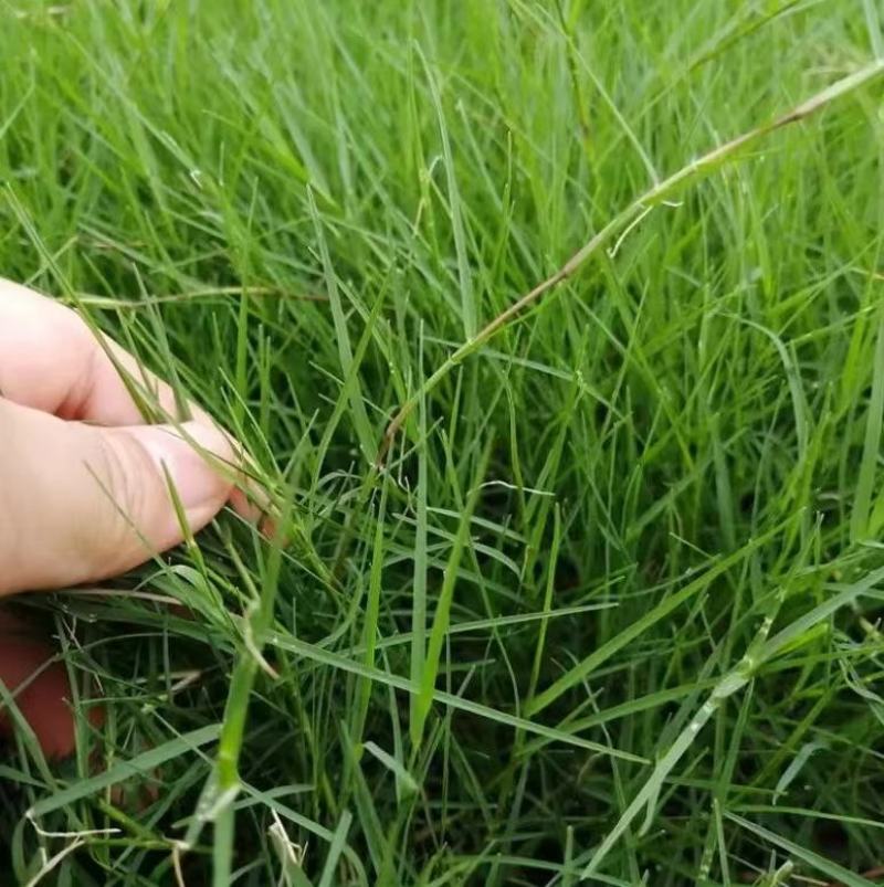 狗牙根种子草坪种子包衣狗牙根带壳狗牙根固堤保土