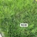 狗牙根种子草坪种子包衣狗牙根带壳狗牙根固堤保土
