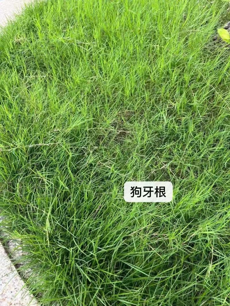 狗牙根种子草坪种子包衣狗牙根带壳狗牙根固堤保土