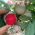 恐龙蛋李子树苗，红心李子苗，南北方庭院种植当年结果