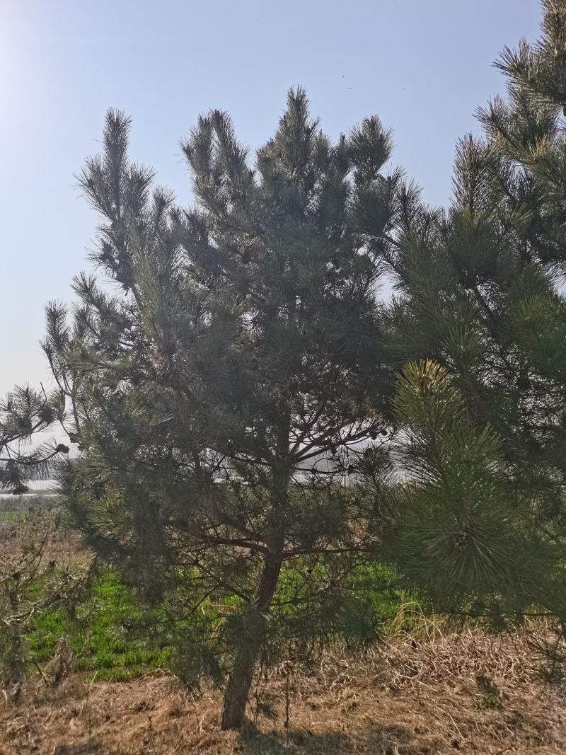 黑松