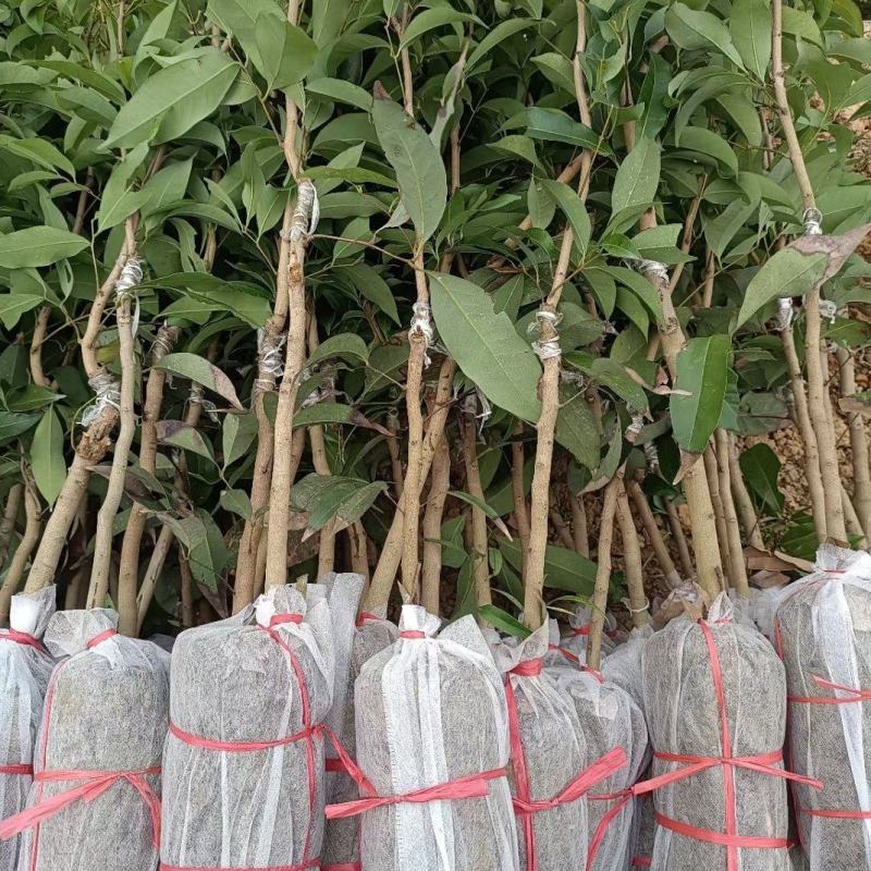 批发正宗仙进奉荔枝嫁接果苗带花带叶带枝条发货规格全