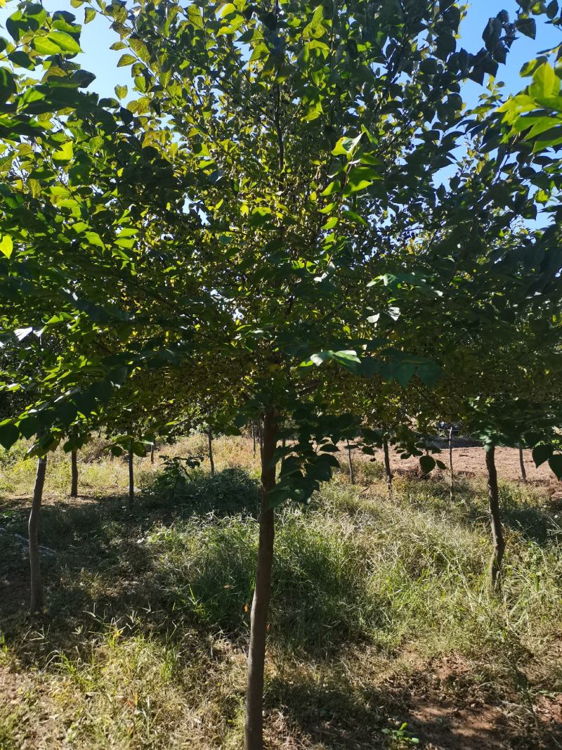 玉玲花