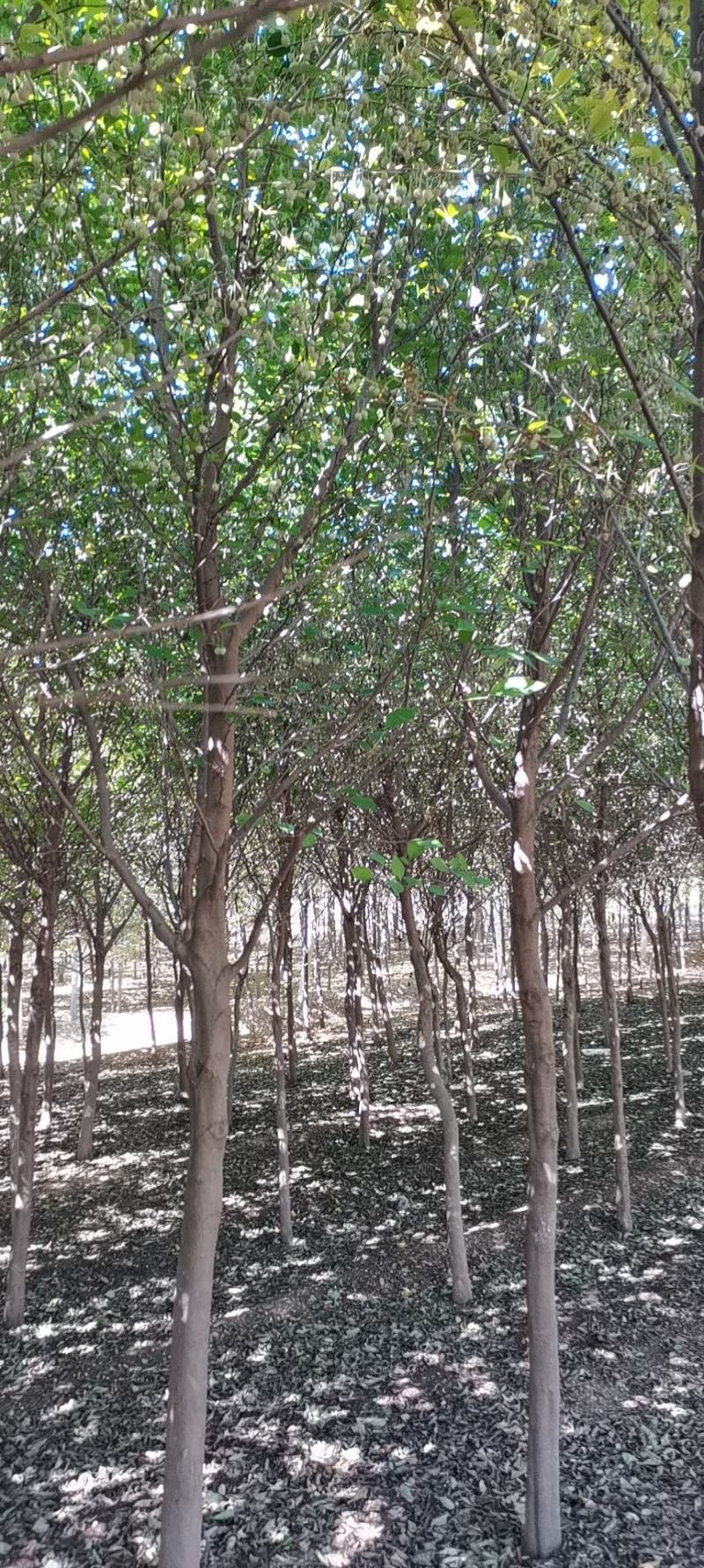 玉玲花