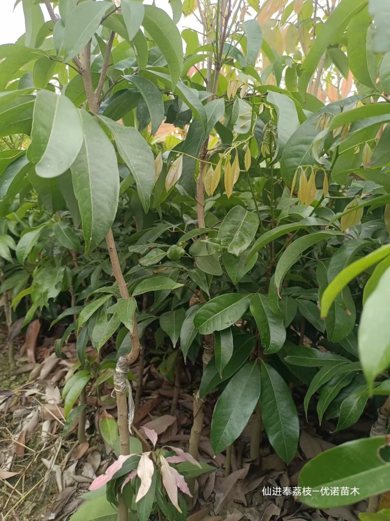 批发正宗仙进奉荔枝嫁接果苗带花带叶带枝条发货规格全
