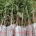 批发正宗仙进奉荔枝嫁接果苗带花带叶带枝条发货规格全