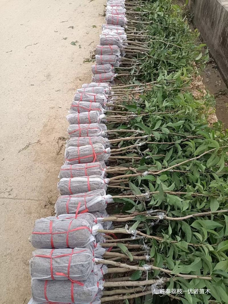 批发正宗仙进奉荔枝嫁接果苗带花带叶带枝条发货规格全