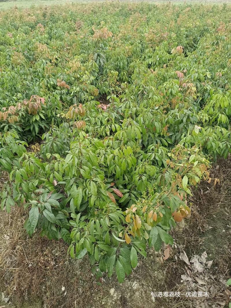 批发正宗仙进奉荔枝嫁接果苗带花带叶带枝条发货规格全