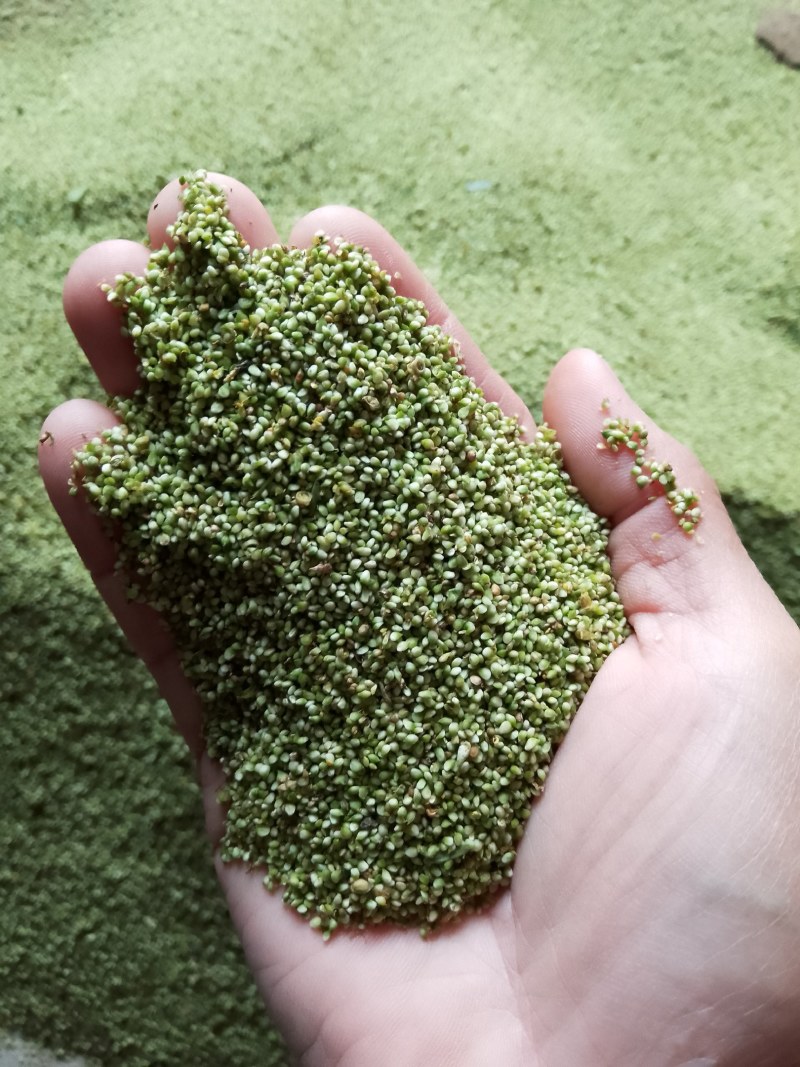 批发猫爪草种子，不出不要，提供技术，包回收！