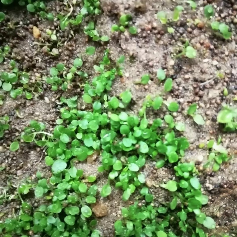 批发猫爪草种子，不出不要，提供技术，包回收！
