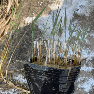 瑞毅水生植物基地产地直供一手货源芦苇苗当年见效包成活