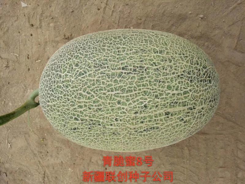 青脆蜜8号哈蜜瓜种子中熟墨绿斑点松脆大果抗病抗裂