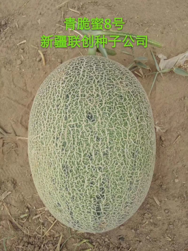 青脆蜜8号哈蜜瓜种子中熟墨绿斑点松脆大果抗病抗裂