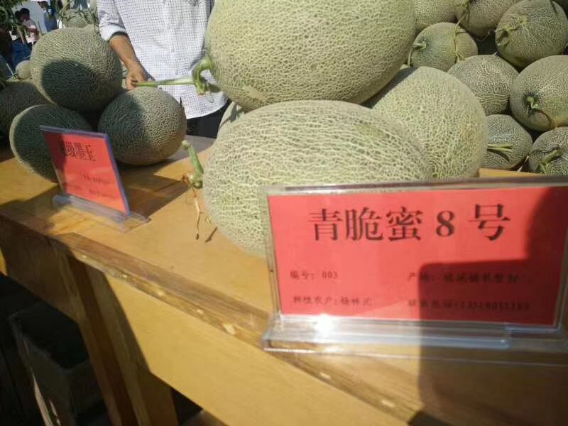 青脆蜜8号哈蜜瓜种子中熟墨绿斑点松脆大果抗病抗裂
